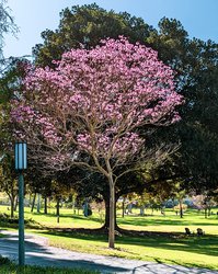 Two trees in Aldrich Park