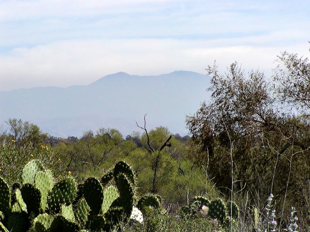 Cactus and Saddleback