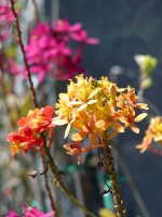 I should have paid attention to what kind of flower this is...