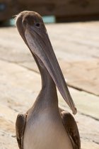 Avila Beach and Environs