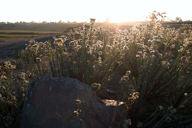 Backlit flowers