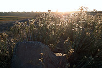 Backlit flowers