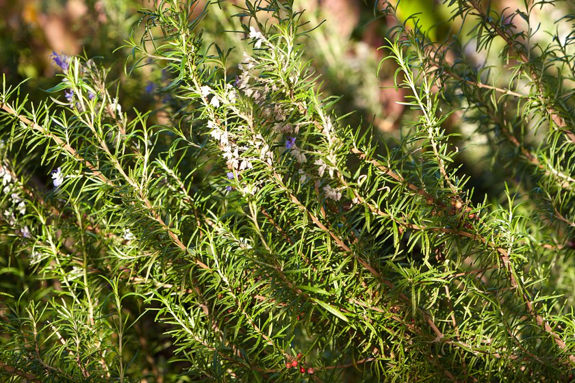 Diagonal Rosemary
