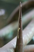 Falkenstein Accelerated Point, III