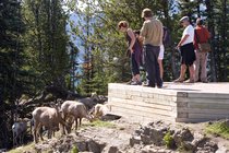 Watching The Bighorns