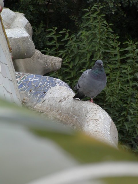 Pigeon