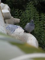 Pigeon