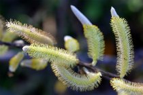 Caterpillar flowers