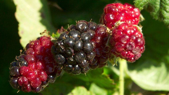 Blackberries, III