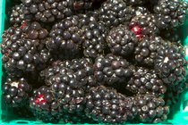 Blackberry Basket