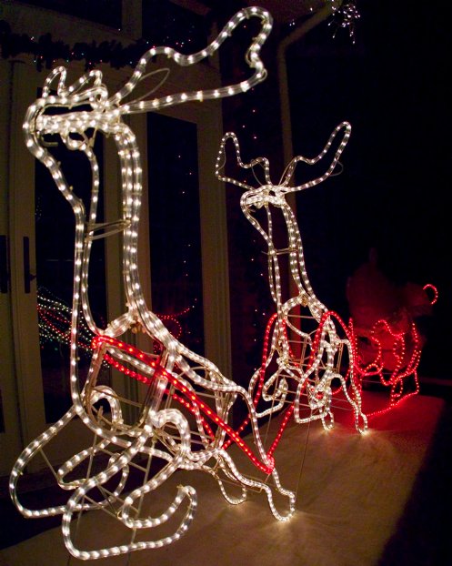 Reindeer