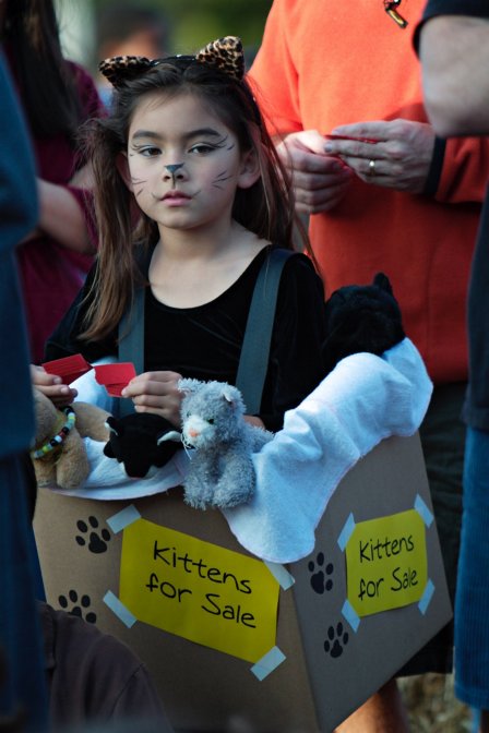 Kitten for sale at the raffle