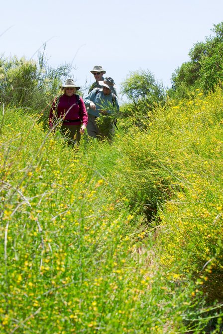 Hiking Through Flowers, IV