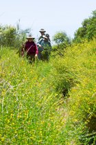 Hiking Through Flowers, IV