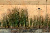 Beach retaining wall