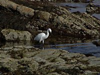 Egret
