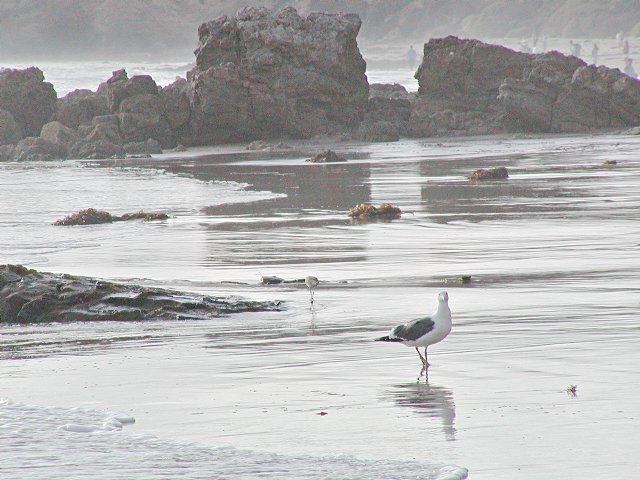 Gull at tideline