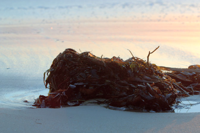 Seaweed Abstract