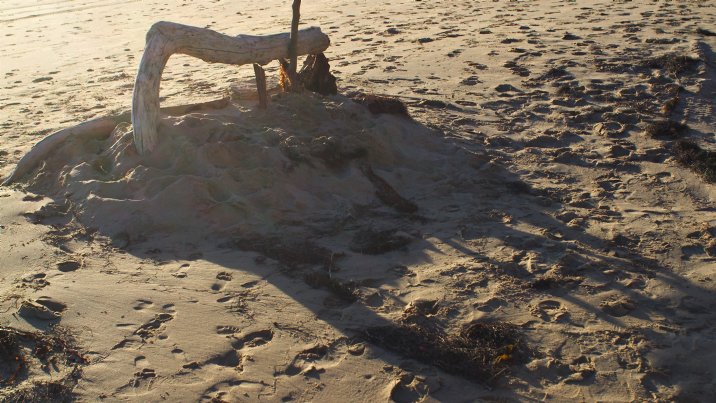 Driftwood Shadows