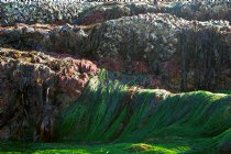 Rocks and Sea Grass