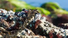 Rocks and Sea Grass