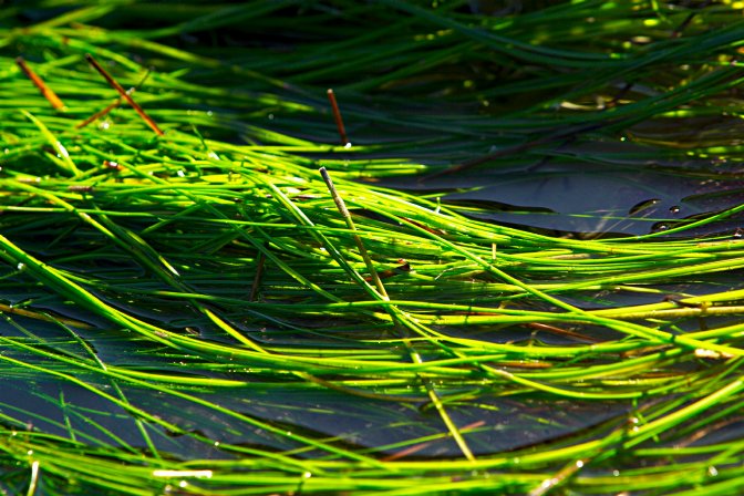 Sea Grass