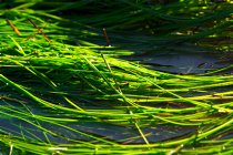 Sea Grass