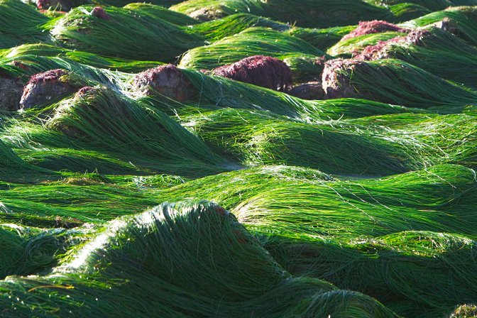 Sea Grass