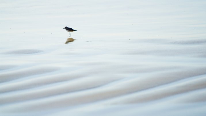 Shorebird