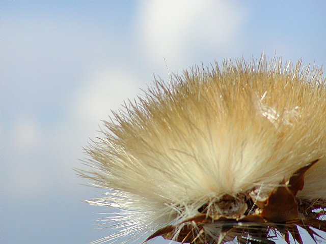 Thistle close-up