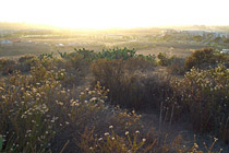 Sun-hazed view from behind the garden park