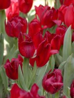 Storybook Land Tulips