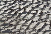 Cracked mud, Mesquite Dunes, I