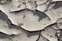 Cracked mud, Mesquite Dunes, II