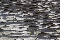 Cracked mud, Mesquite Dunes, III