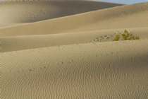 Mesquite Dunes, II