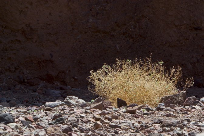 Dry bush, Natural Bridge Canyon