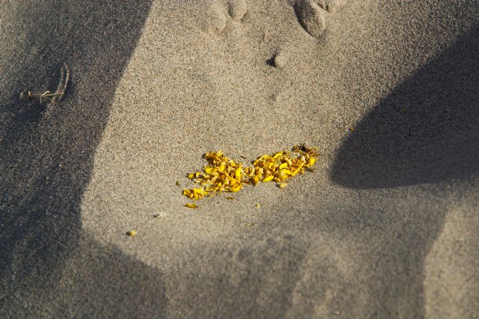 Creosote bush petals in sand hollow, Mesquite Dunes