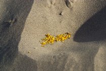 Creosote bush petals in sand hollow, Mesquite Dunes