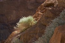 Titus Canyon