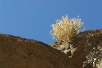 Dry bush, Titus Canyon