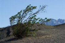 Windblown creosote bush, Ubehebe Crater