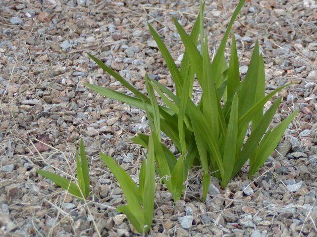 Friesias in our back yard