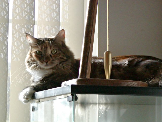 Ashley on the living room cabinet