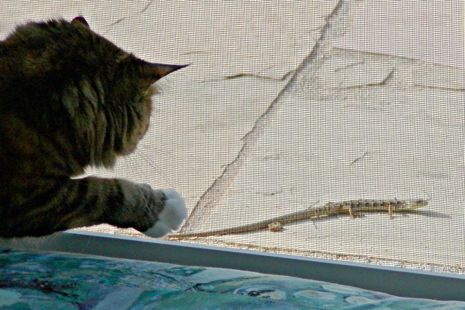 Ashley with a lizard