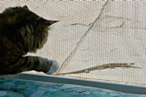 Ashley with a lizard