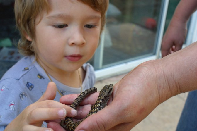Nico investigating a lizard