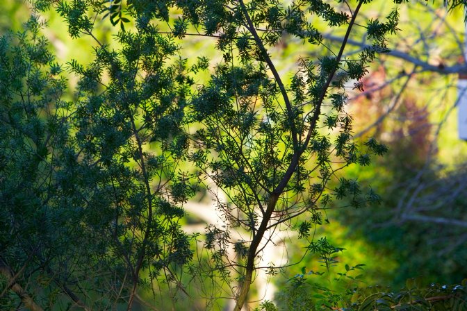 Into my neighbor's garden