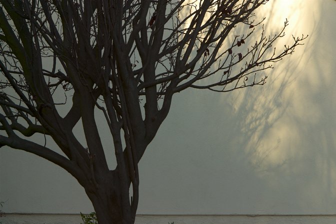 Tree and tree shadow