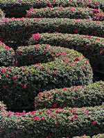 Flower Maze